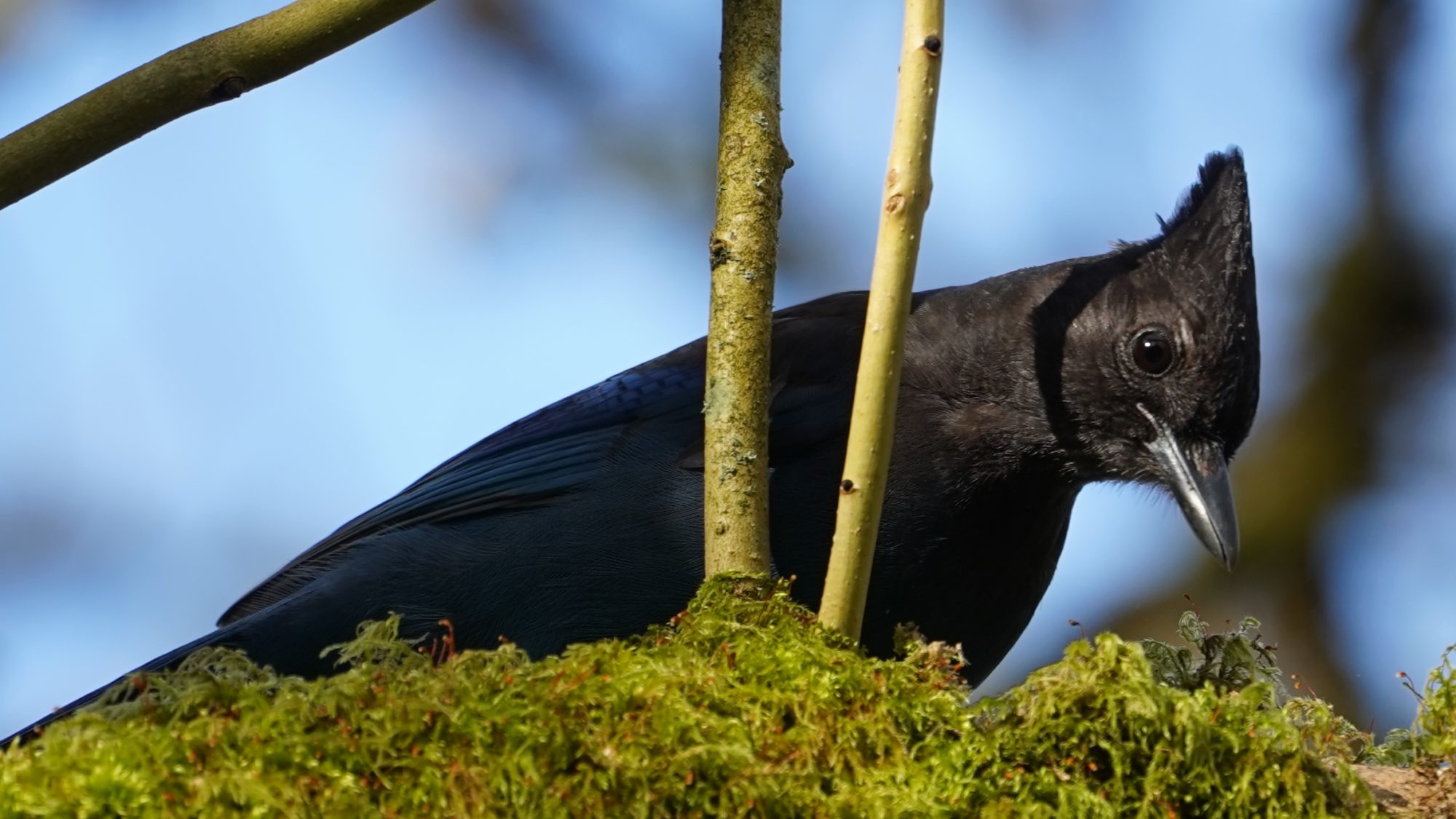 steller's jay