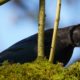 Steller’s jay, glaring