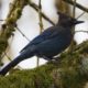 Steller’s jay, posing