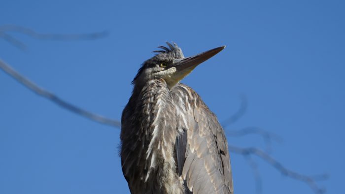 great blue heron