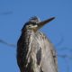 Heron from below