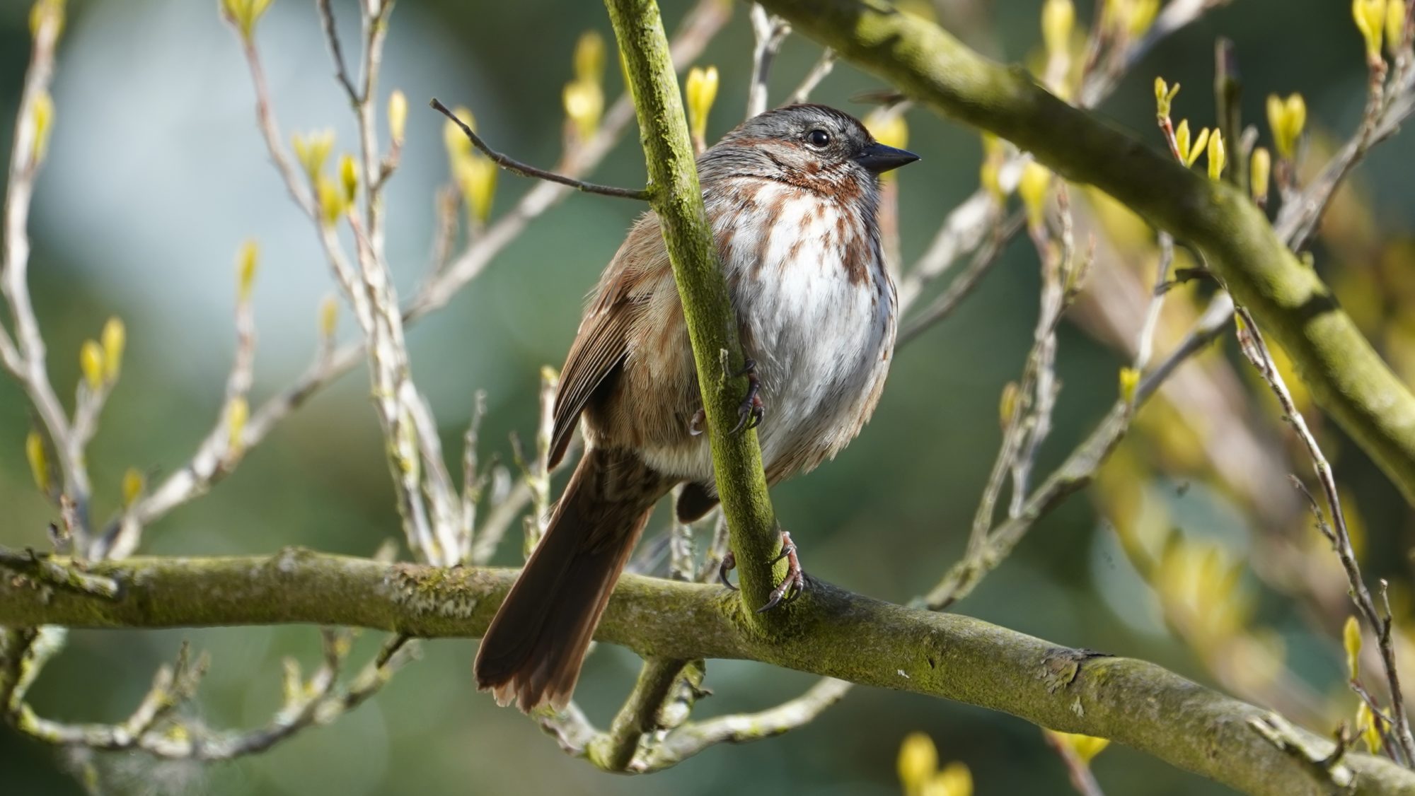 song sparrow