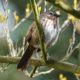 Song sparrow, dramatic light