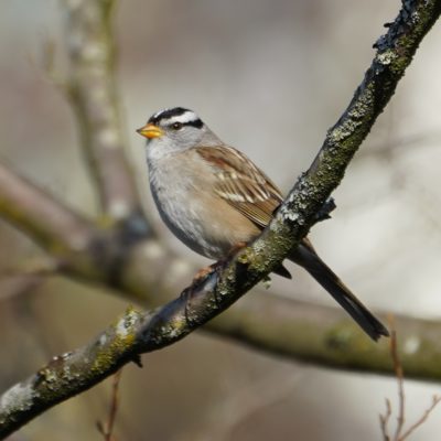white-crowned sparrow