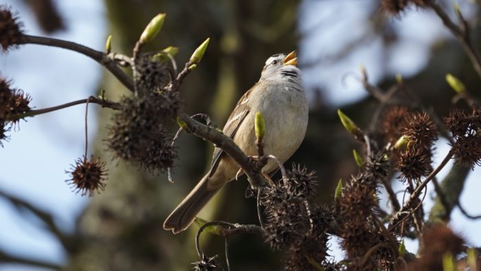 white-crowned sparrow