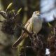 White-crown in the sun