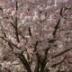 Blossoms everywhere