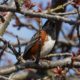 Spotted towhee in a hedge