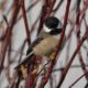 Chickadee
