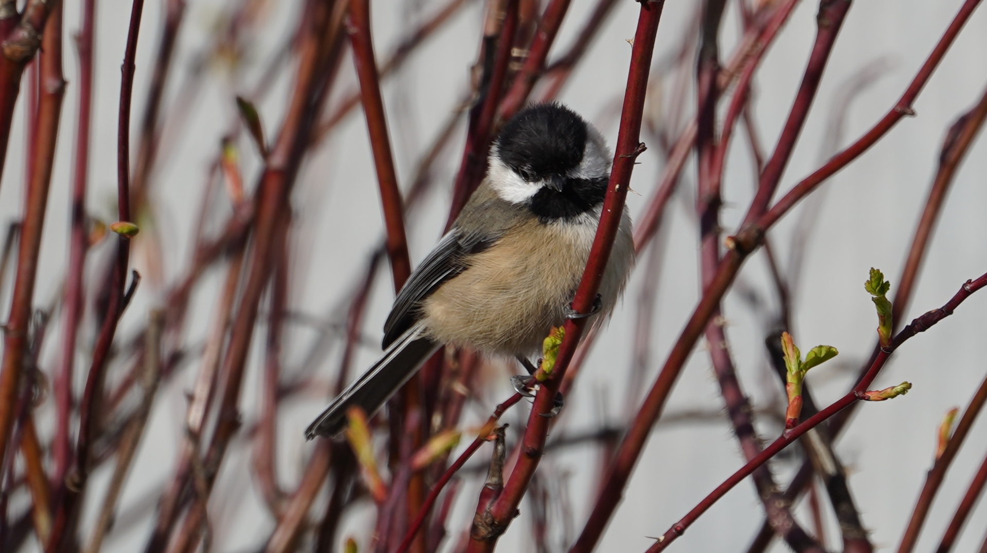 chickadee