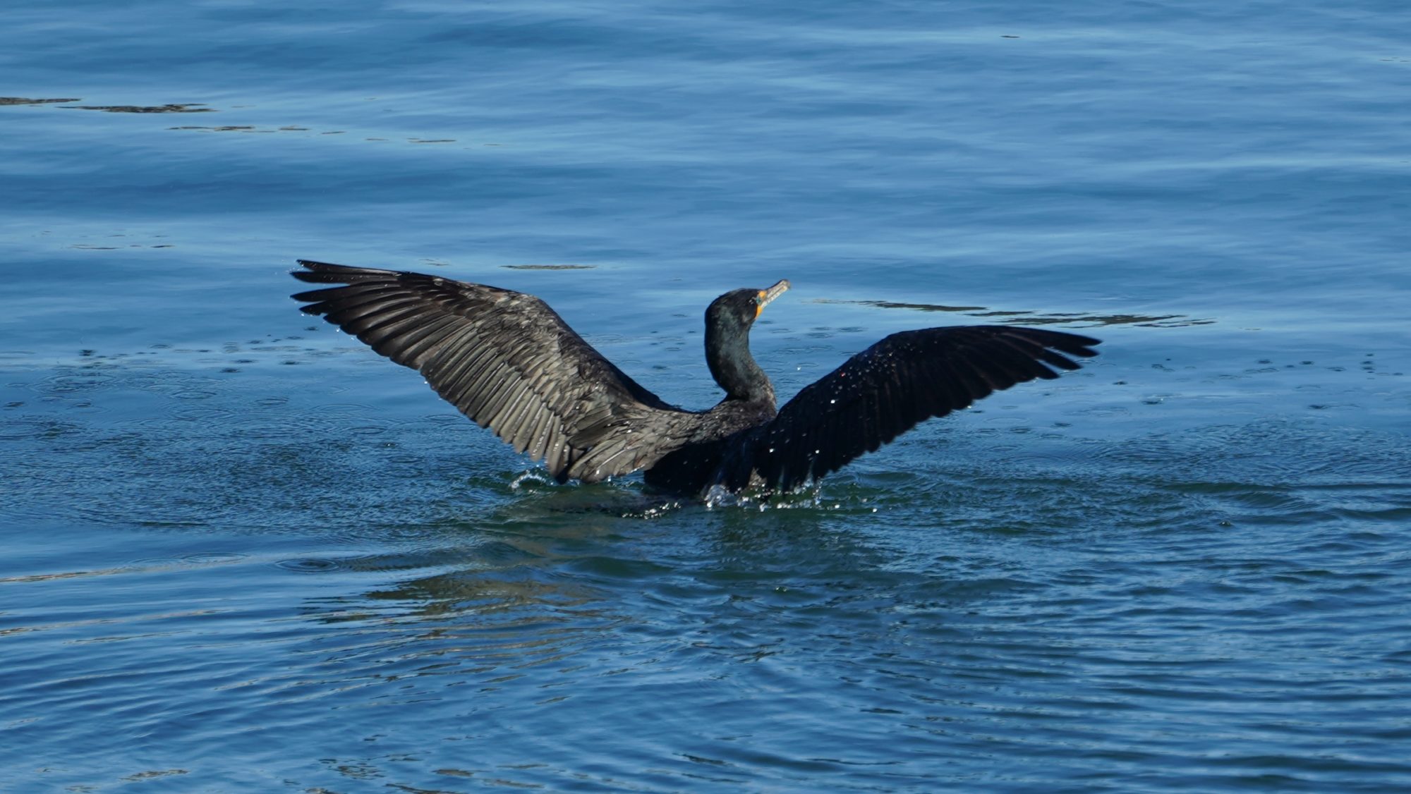 Cormorant spreading its wings