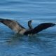 Splashing cormorant