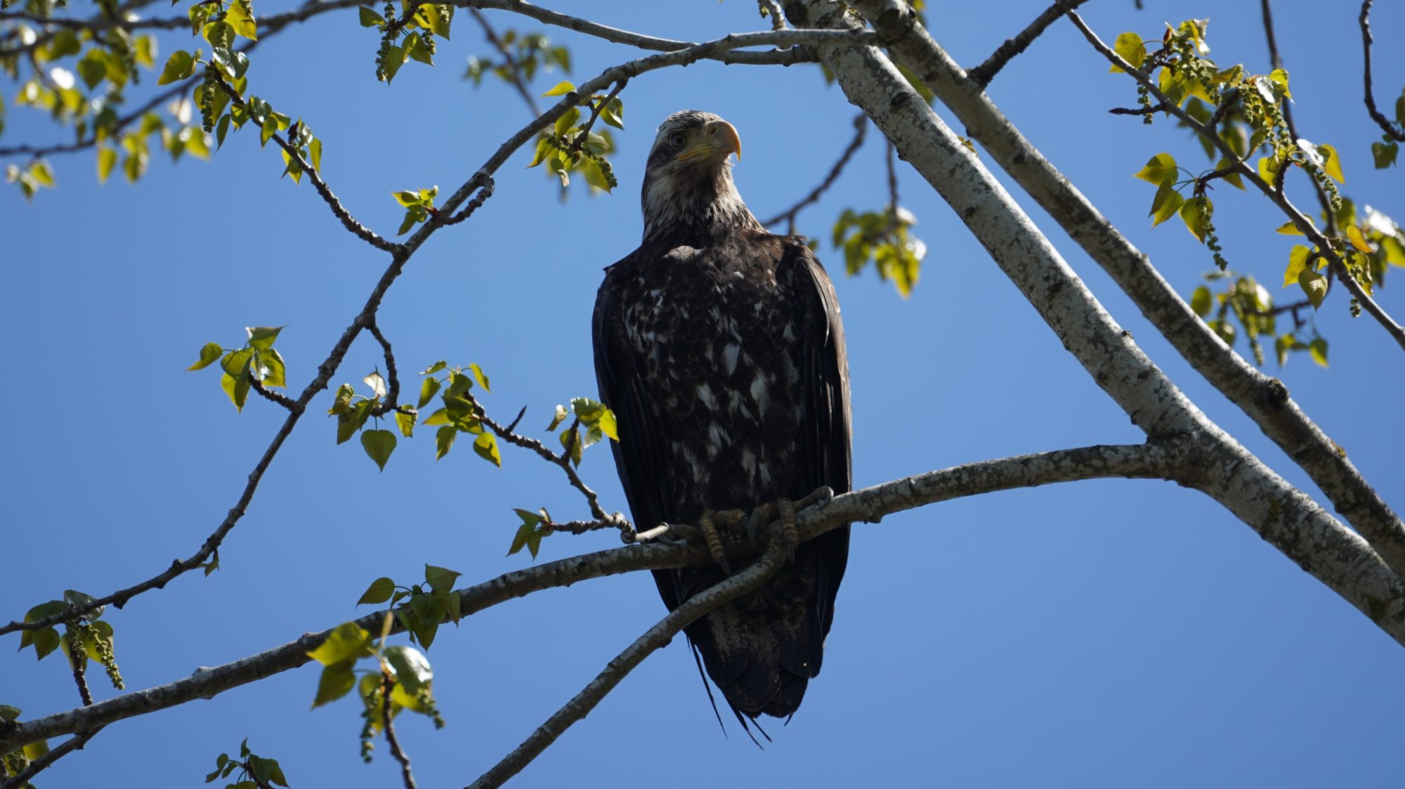 Juvenile bald eagle