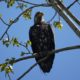 Juvenile bald eagle