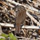 Song sparrow