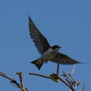 Tree swallow in flight