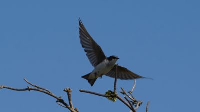 Tree swallow in flight