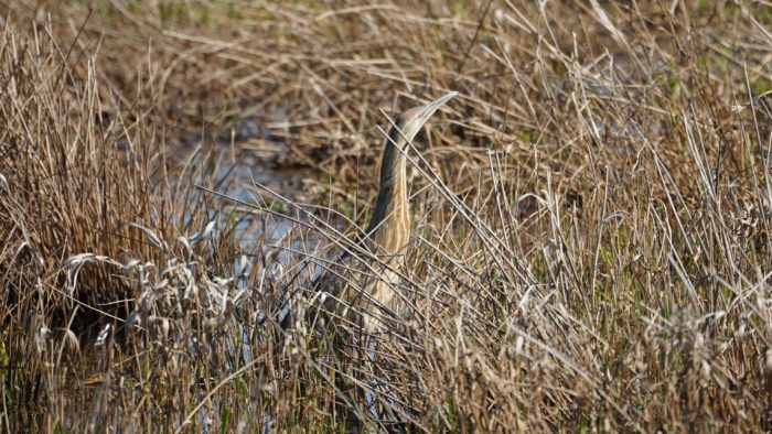 American bittern