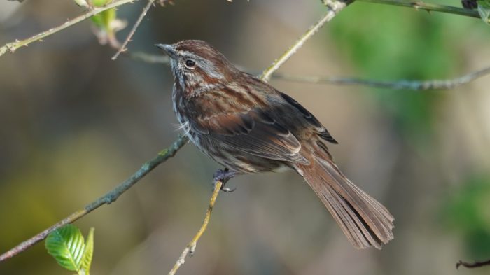 Song sparrow