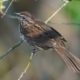 Song Sparrow