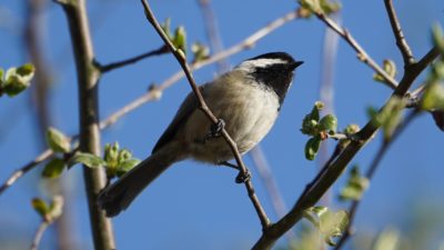 chickadee