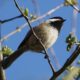 Chickadee