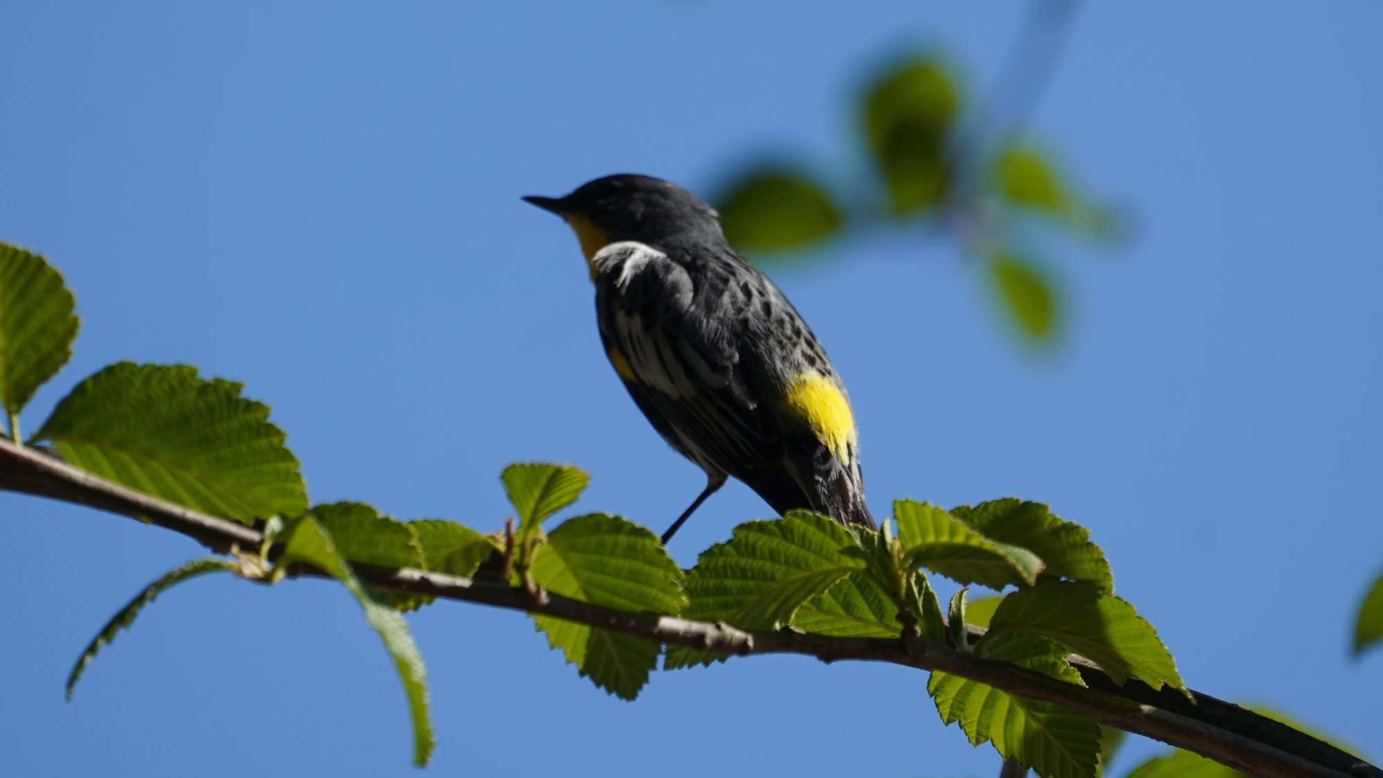 yellow-rumped warbler