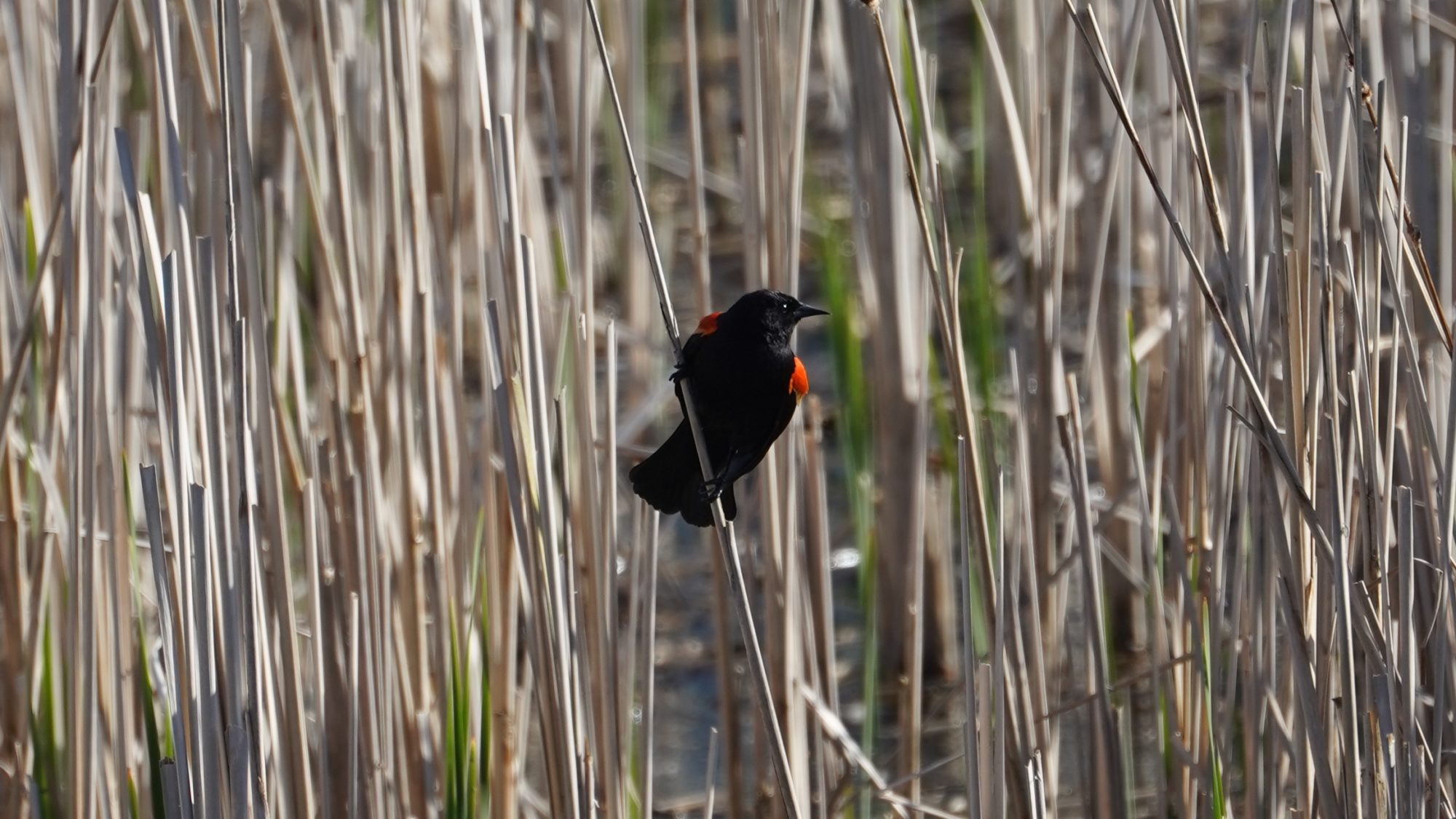 Red-winged blackbird