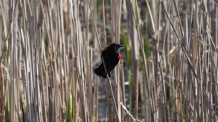 Red-winged blackbird