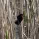 Red-winged blackbird in the reeds