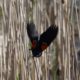 Red-winged blackbird action shot
