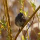 Song sparrow, golden hour
