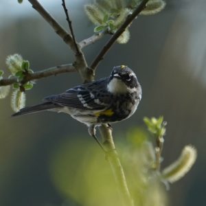 Yellow-rumped warbler, myrtle
