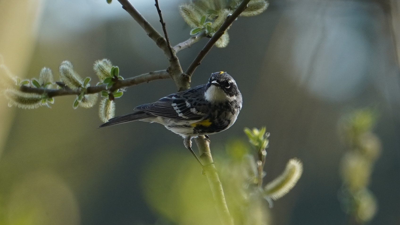 Yellow-rumped warbler, myrtle