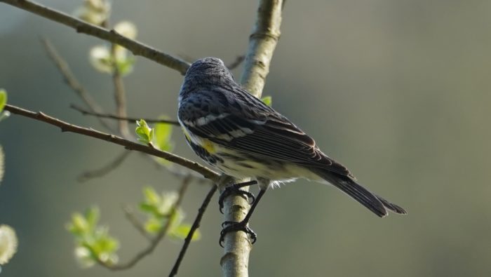 Yellow-rumped warbler