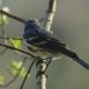 Yellow-rumped warbler, side