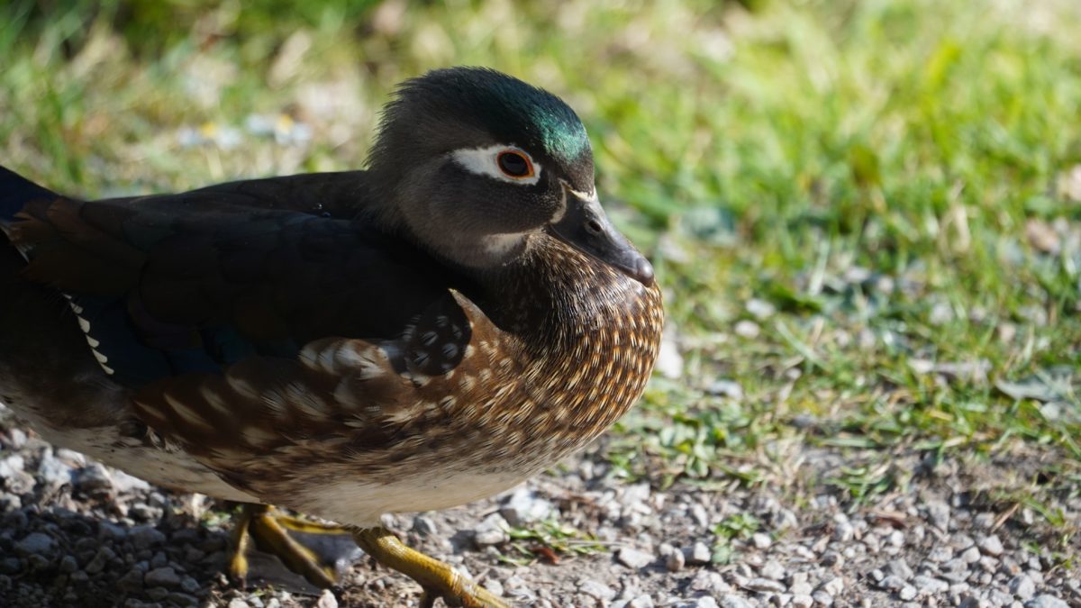 female wood duck