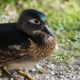 Female wood duck