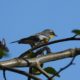 Yellow-rumped warbler, Audubon’s