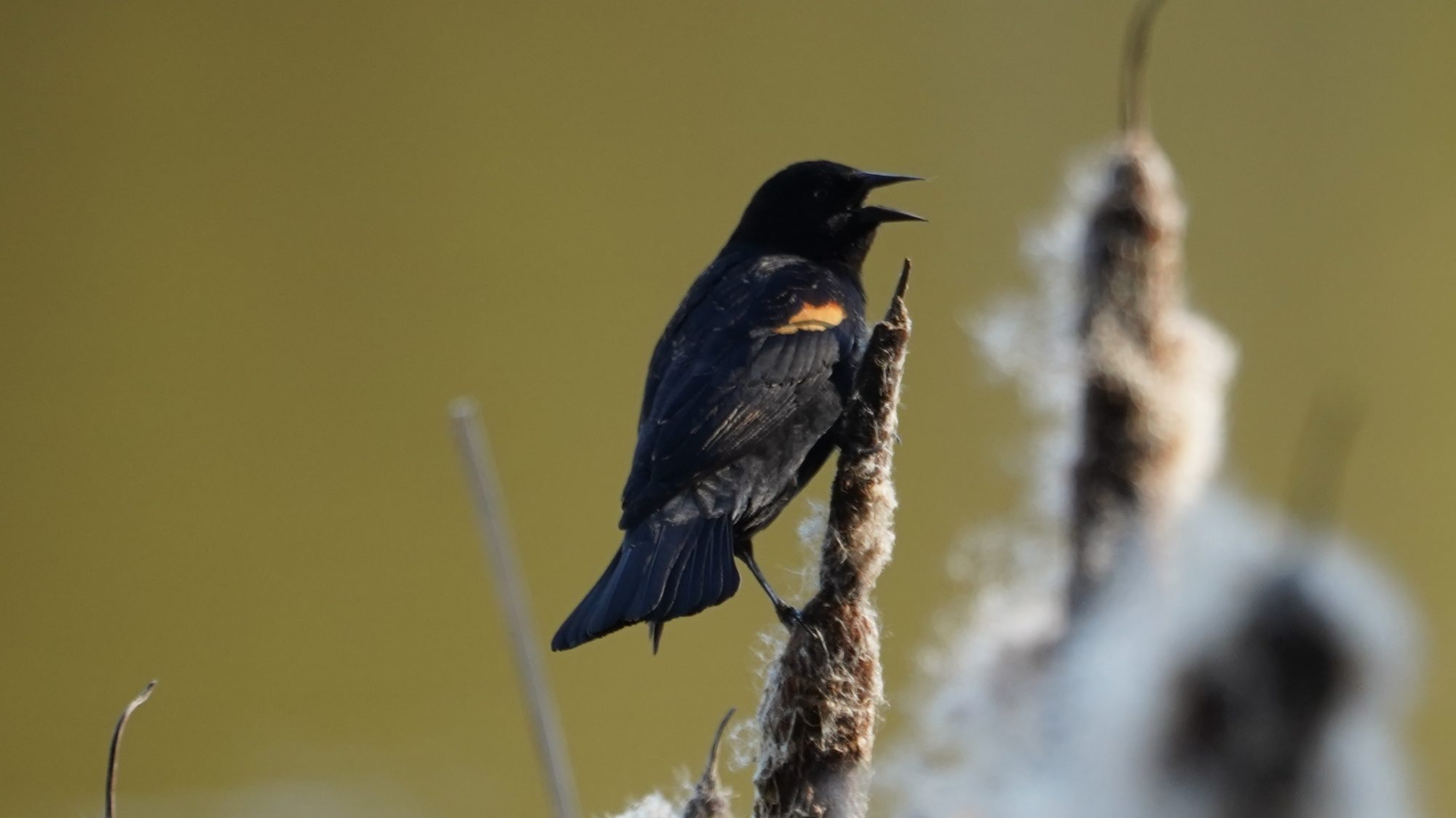 Red-winged blackbird
