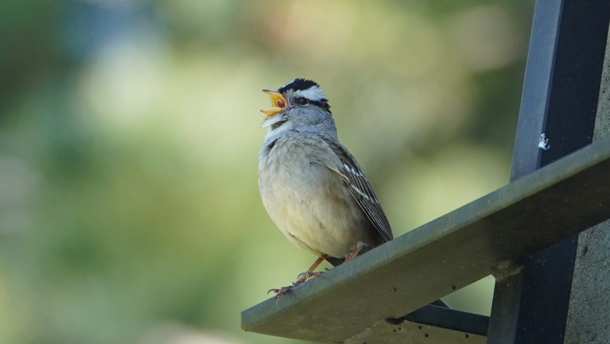 white-crowned sparrow singing
