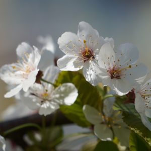 white blossoms