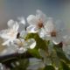 White blossoms