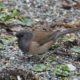 Dark-eyed junco by the trail