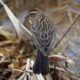 Female blackbird in the reeds
