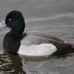 greater scaup