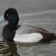 Greater scaup, Burnaby Lake