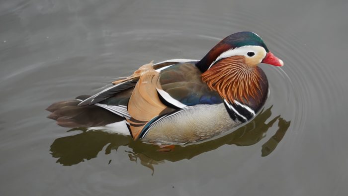 Trevor the Mandarin duck