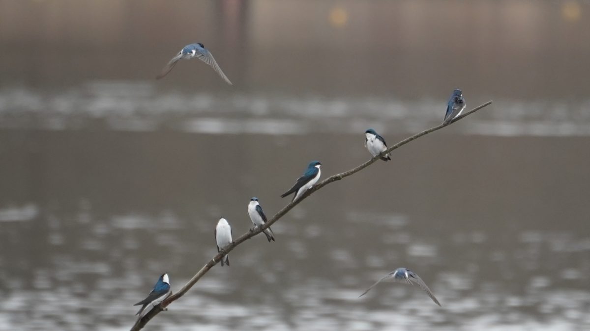 tree swallows