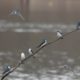 Tree swallows resting
